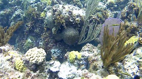 Snorkeling At Rose Island Reef In The Bahamas Youtube