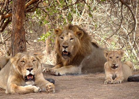 5 Facts You Need To Know About The Asiatic Lions India S Endangered