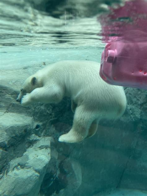 『7月初めの旭川、2度目の旭山動物園 ②20日ぶりに再会した ホッキョクグマの赤ちゃん は、ますますの芸達者ぶりだった！』旭川北海道の