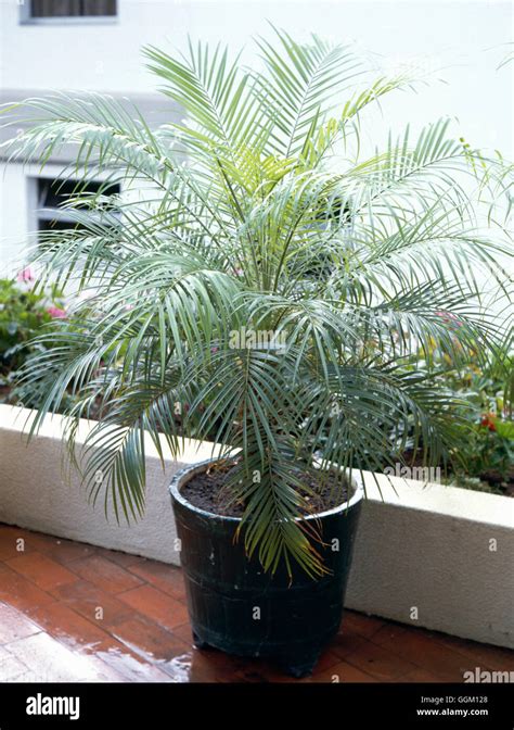 Phoenix Roebelenii Agm Miniature Date Palm Pal019899 Stock Photo Alamy