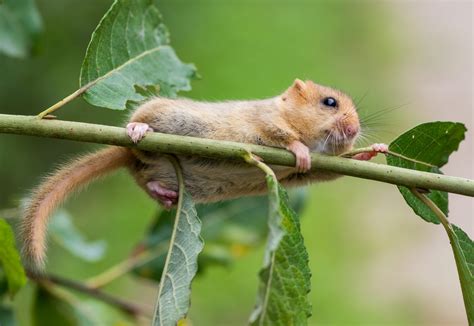 Lernkartei Insektivoren Hasenartige Und Nagetiere LMS MemoCard