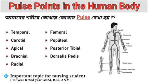 Pulse Points In Human Body Bangli For Medical And