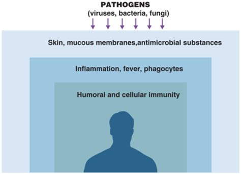 Chapter 16 Innate Immunity Nonspecific Defenses Of The Host Flashcards