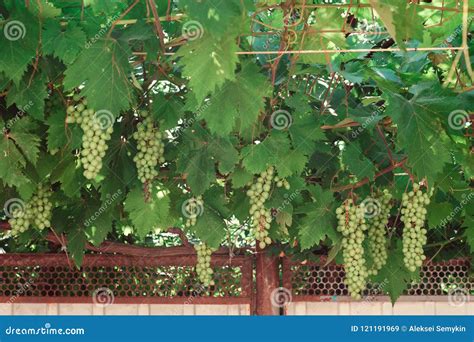 Пук зеленых виноградин на ветвях Grapevine Стоковое Изображение ...