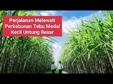 PERJALAN MELEWATI PERKEBUNAN TEBU MODAL KECIL UNTUNG BESAR Petanitebu