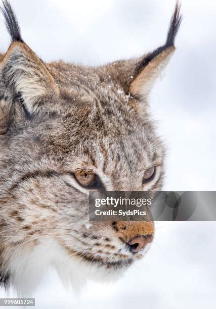 232 Lynx Norway Stock Photos, High-Res Pictures, and Images - Getty Images