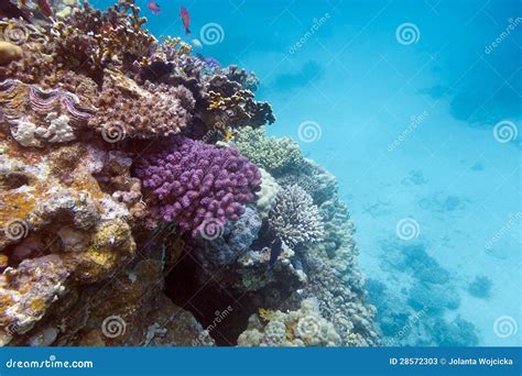 View Of Coral Reef With Hard Corals At The Bottom Of Red Sea Stock ...