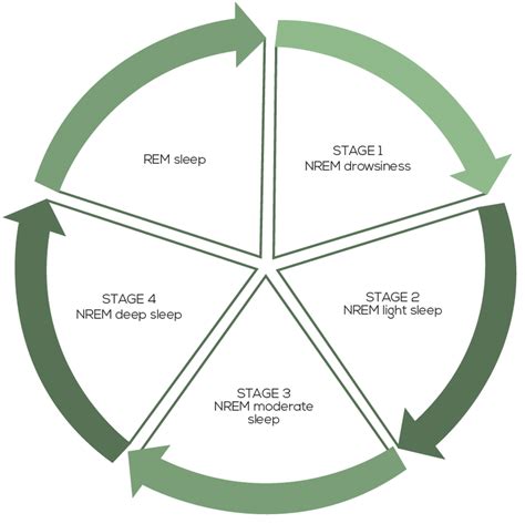 Stage Of Sleep In One Sleep Cycle Nrem With Stages 1 2 3 And 4