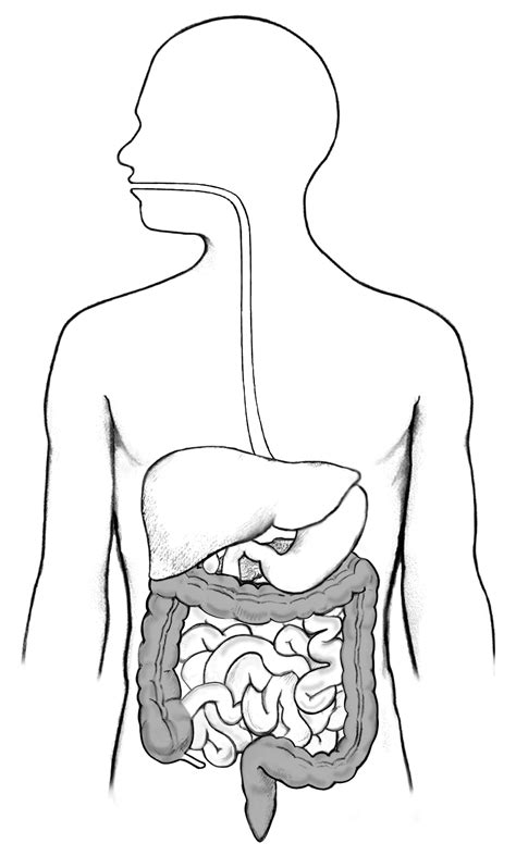 How To Draw Digestive System Constructiongrab Moonlightchai