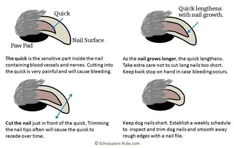 Trimming Dog Nails Via Schnauzers Trimming Dog Nails Dog