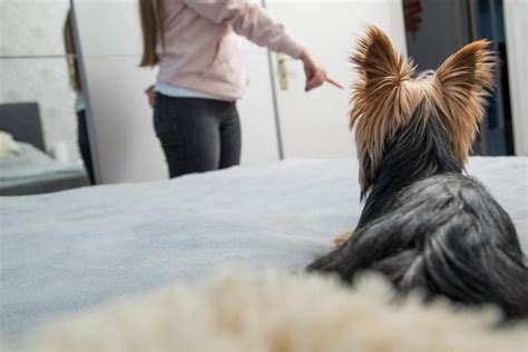 Warum Greift Mein Hund Beim Sex Ein