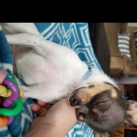 Amazon Yolodit Anal Plug Adult Sex Toy Jeweled Anal Toys Adult Sex Toys Games Butt Plug