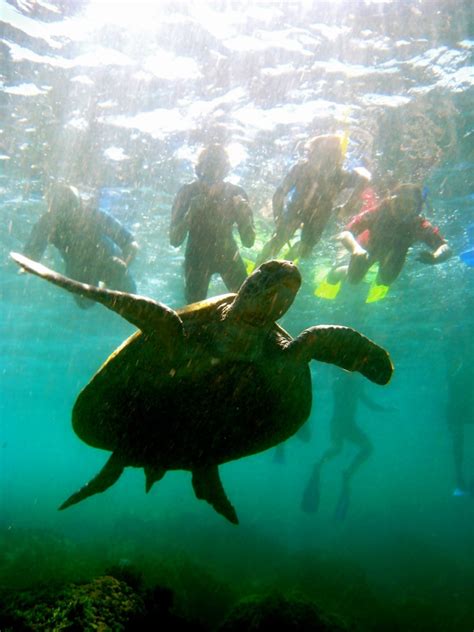 Snorkeling with the Turtles - Watersports Guru