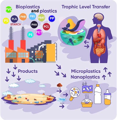 Long Term Effects Of Polyvinyl Chloride Microplastics On Off