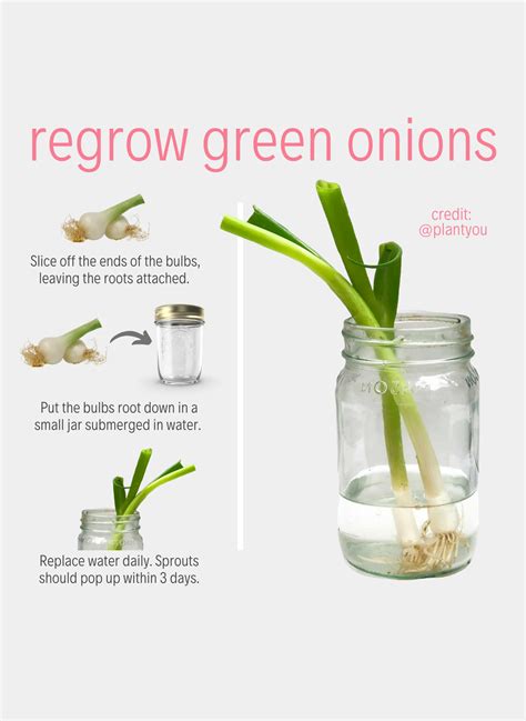 How to Regrow Vegetables from Scraps - PlantYou
