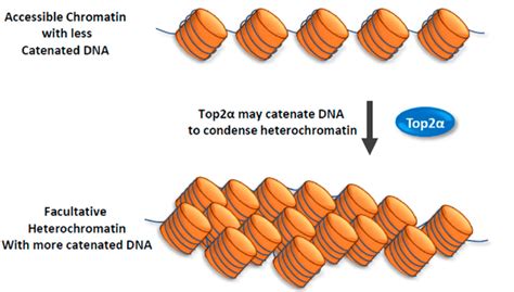 Top Promotes The Formation Of Facultative Heterochromatin A Model