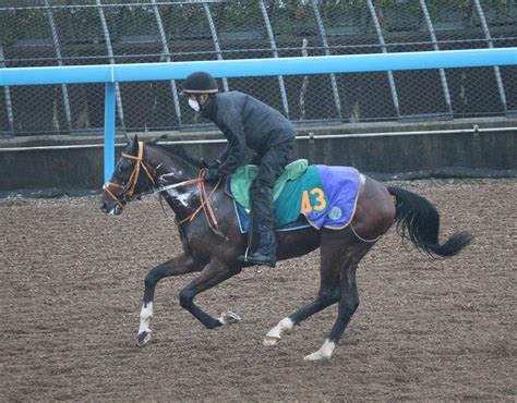 牡馬横綱はダノンエアズロック 今週から2歳戦スタート！東西注目馬「先取りクラシック番付」 2歳馬特集 競馬写真ニュース 日刊スポーツ