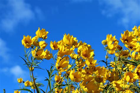 Sky Meet Flowers Free Stock Photo - Public Domain Pictures