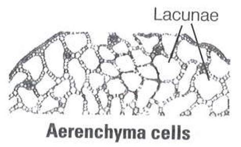 Write the precise function ofa sieve tubeb interfascicular cambiumc ...