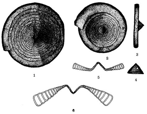 Ammodiscoides Turbinatus Unknown None Recent Holocene Quaternary