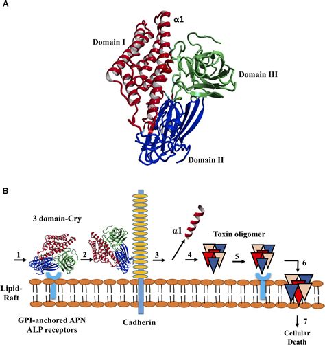 Frontiers Toxic Activity Molecular Modeling And Docking Simulations