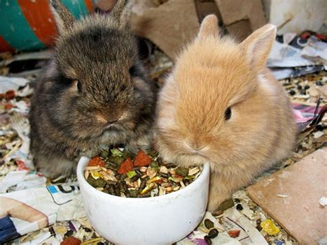 20 of the most Adorable and Cute Baby Bunny Pictures – Furry Talk