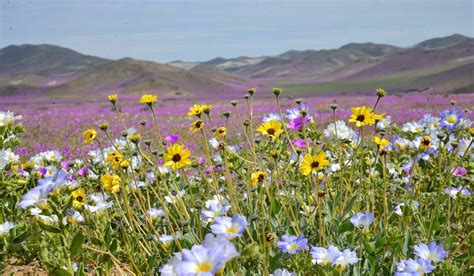 Where and when to see the Atacama Desert bloom 🚀 | Howlanders