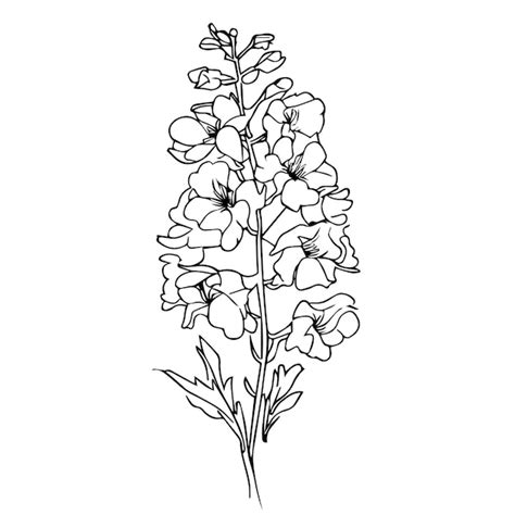 Premium Vector Delphinium Vector Art Handdrawn Larkspur Flower Tattoo