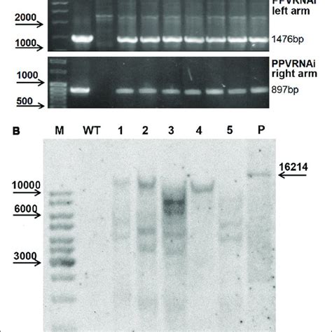 Molecular Analysis Of Putative Transgenic Plum Plants PCR Analysis