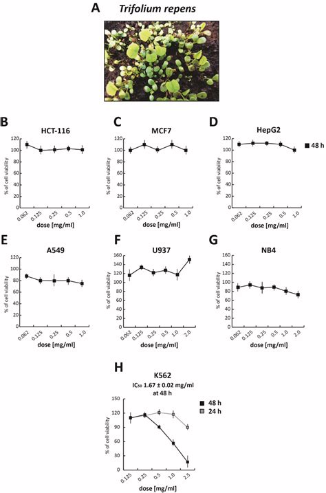 Trifolium Repens TR Inhibits Cancer Proliferation A Image Of TR