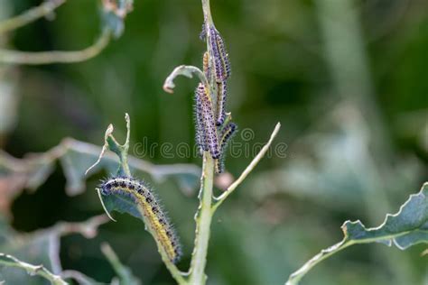 Las Larvas De La Oruga De La Mariposa Blanca De La Col Comiendo Las