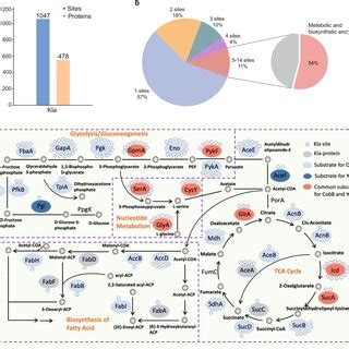 Characterization Of The Kla Proteome In E Coli A Statistics Analysis