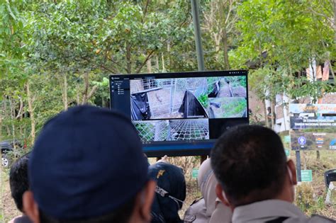 Rasi Macan Tutul Betina Penguasa Baru Gunung Ciremai Jabar Cyber