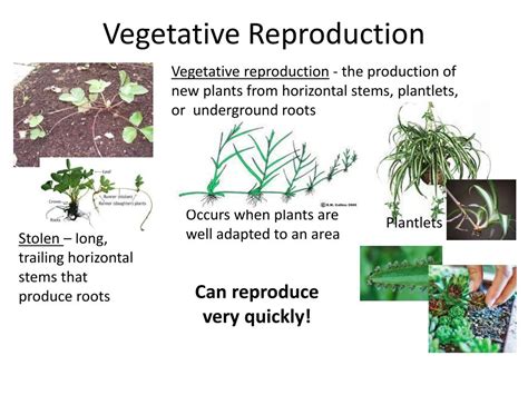 Ppt Chapter 24 Reproduction Of Seed Plants Powerpoint Presentation Free Download Id 5335208