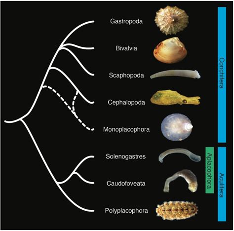 Open Access The Evolution Of Mollusc Shells 2018 Carmel Mcdougall