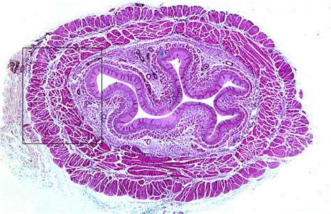 Hls Digestive System Alimentary Canal Esophagus Low Mag