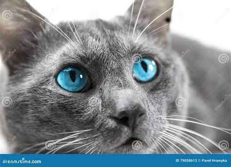 Gato Cinzento Olhos Azuis Bonitos Um Fundo Branco Isolado Imagem De