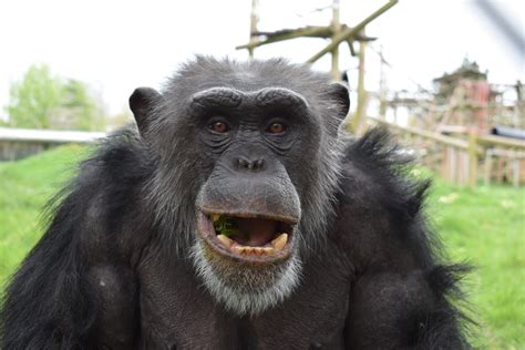 Monkey World Ape Rescue Centre Discover Britain