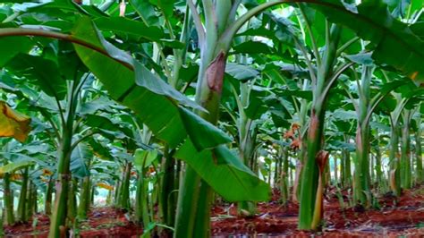 Cara Menanam Pisang Agar Berbuah Lebat Akaltani