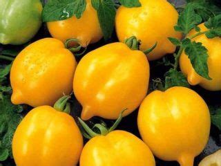 Томат Чудо света: характеристика и описание сорта | Tomato garden, Fall ...