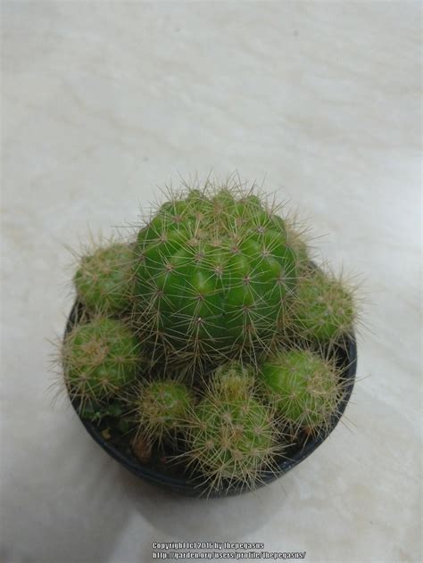 Cactus identification needed in the Plant ID forum - Garden.org