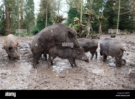 The male boar mounts the female Stock Photo - Alamy