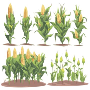 Crops Clipart Set Of Corn Plant In Different Stages Cartoon Vector ...