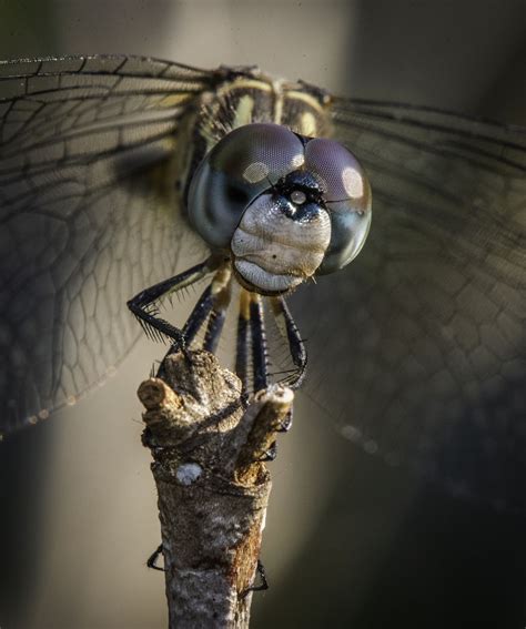 Close up of a Dragonfly eye. | Smithsonian Photo Contest | Smithsonian Magazine