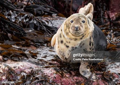 Farne Islands Seals Photos and Premium High Res Pictures - Getty Images