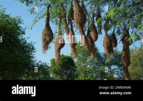 Weaver Finch Nest Stock Videos Footage Hd And K Video Clips Alamy