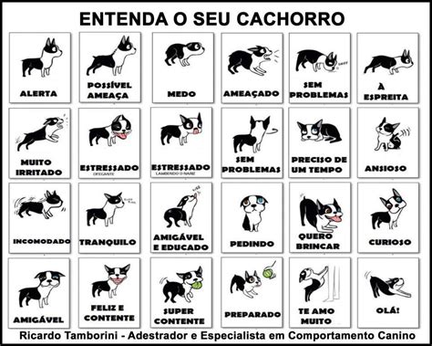 Cachorro Não Levanta A Cauda - O Que Significa Quando O Cachorro Balança A Cauda - RETOEDU