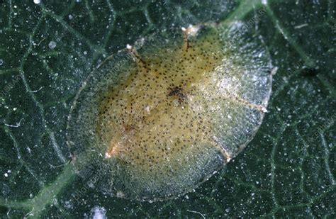 Scale Insect Stock Image Z2950102 Science Photo Library