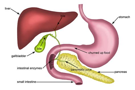 Example of the enzyme lipase breaking up lipids