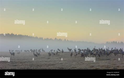 Resting cranes (grus grus) at daybreak, flock of birds, migratory birds ...